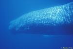 Sperm Whale 07