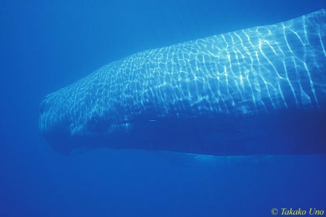 Sperm Whale 07