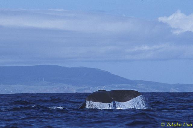 Sperm Whale 09 fluking