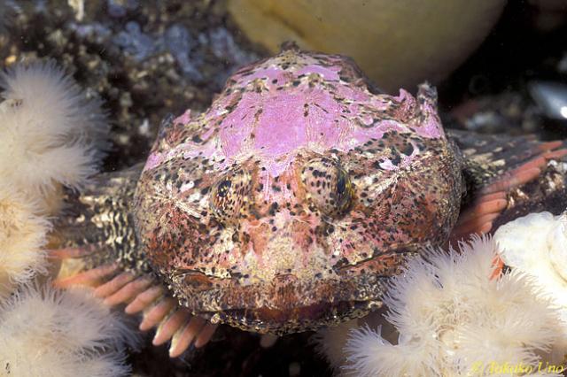 Buffalo Sculpin on anemone bed 01