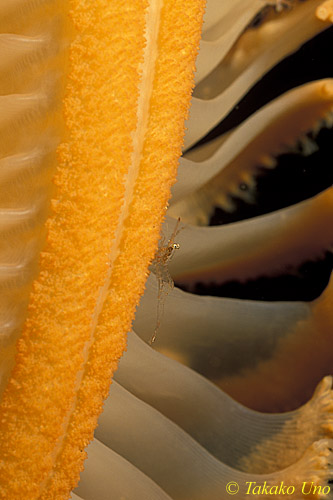 Commensal Shrimp on Orange Sea Pen 02