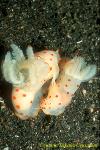 Gymnodoris ceylonica 02 mating 40mm LS