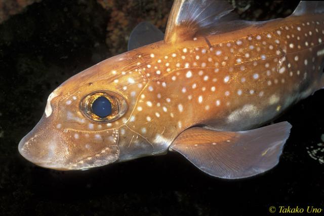 Chimaera Ratfish 01 Hydrolagus colliei