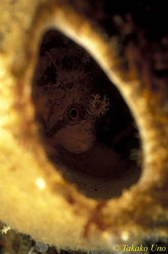 Decorated Warbonnet 01 inside chimney sponge