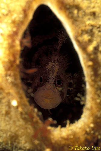 Decorated Warbonnet 02a inside chimney sponge