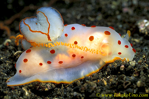 Gymnodoris ceylonica 01 lays eggs