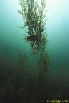 Northern Kelp Crab on kelp 01