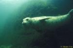 Harbor Seal 01