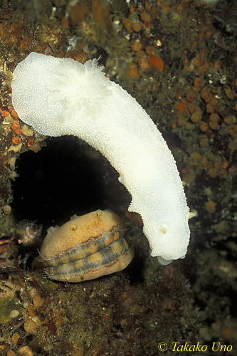 Yellow Margin Dorid Nudibranch & Rock Scallop 01