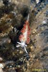 Three-lined Aeolid Nudibranch 01