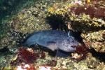 Wolf Eel 02 eating sea urchin