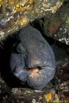 Wolf Eel 01 hiding in den