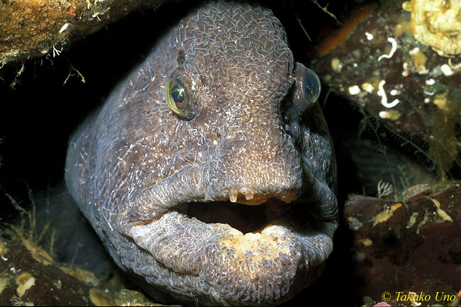 Wolf Eel 03 hiding in den