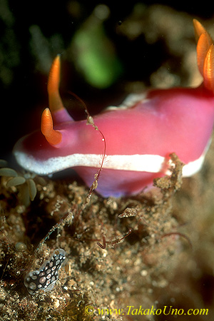 Dendrodoris carbunculosa juv (bottom left) 5mm & Hypselodoris apolegma 01ls 60mm