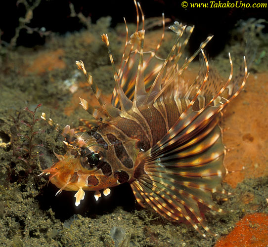 Zebra Lionfish adult 01