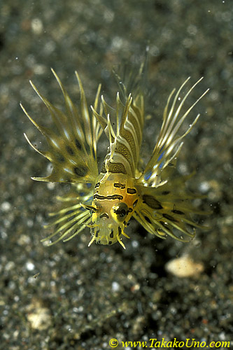 Zebra Lionfish baby 02