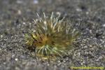 Zebra Lionfish baby 01