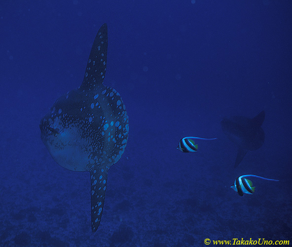 Mola Mola 05 & cleaning Bannerfish