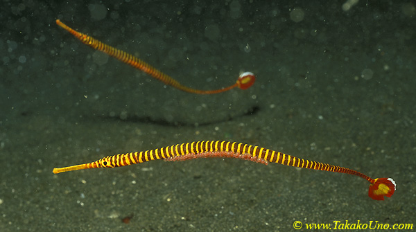 Yellow Banded Pipefish with eggs 01 Dunckerocampus pessuliferus