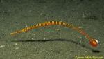 Yellow Banded Pipefish 02 Dunckerocampus pessuliferus