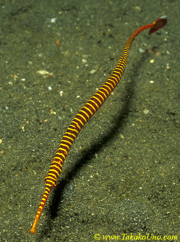 Yellow Banded Pipefish 01 Dunckerocampus pessuliferus