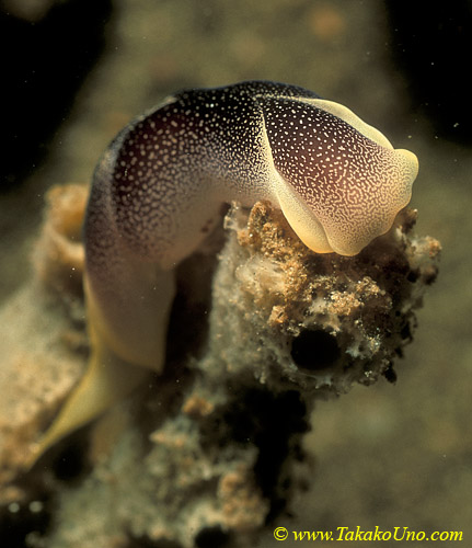 Pleasant Chelidonura nudi 01 C amoena