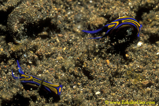 Swallowtail Chelidonura Nudi 02 C hirundinina