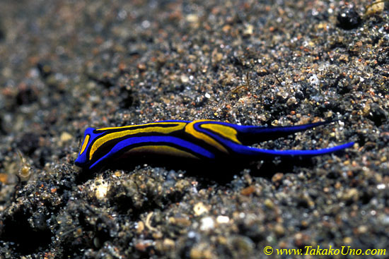 Swallowtail Chelidonura Nudi 01