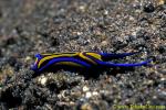 Swallowtail Chelidonura Nudi 01