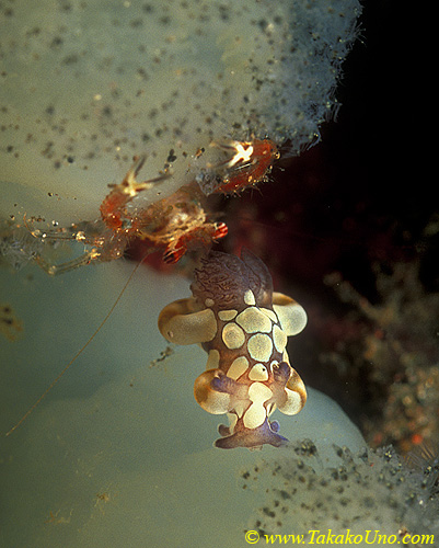 Takako Trapania Nudi & Pea Crab 01