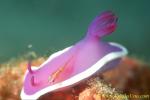 Hypselodoris cf bullockii-1 02mb 50mm & Micheli cling goby