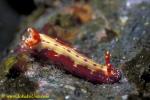 Spotted Hypselodoris 01 H maculosa