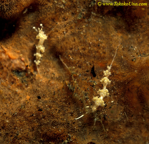 White-lined Cratena Nudi 01 C lineata