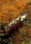 Zephyr Hypselodoris 01 H zephyra