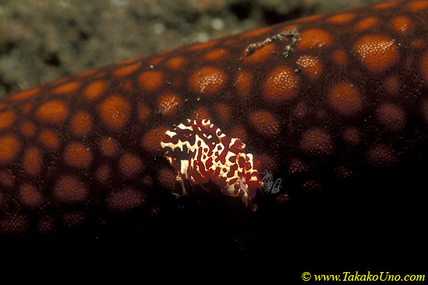 Ctenophore 02 on starfish