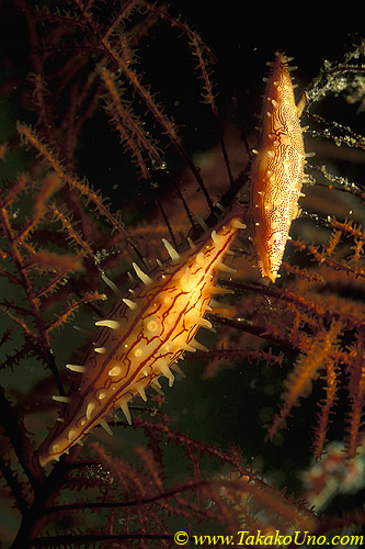 Spindle Cowries 01 on black coral