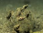 Strom Snails feeding on empty cuttlefish egg
