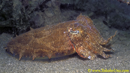 Cuttlefish 01