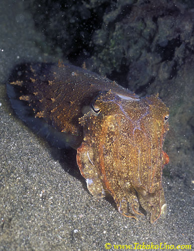Cuttlefish 02