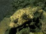 Stars & Striped Pufferfish, Arothron hispidus