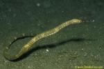 Stick Pipefish 01