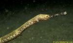 Stick Pipefish 02