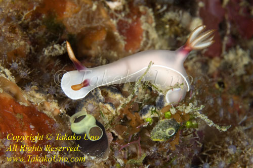 Hypselodoris bullockii