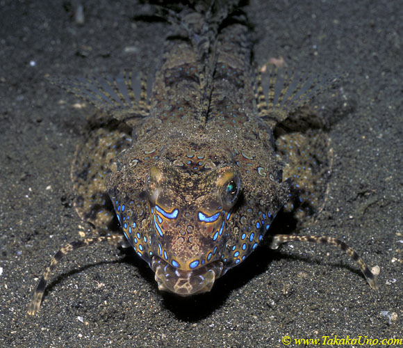 Fingered Dragonet 01 D dactylopus