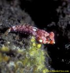 Starry Dragonet 01 N stellatus