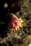 Starry Dragonet 02 N stellatus juvenile