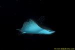 Spotted Eagle Ray 01
