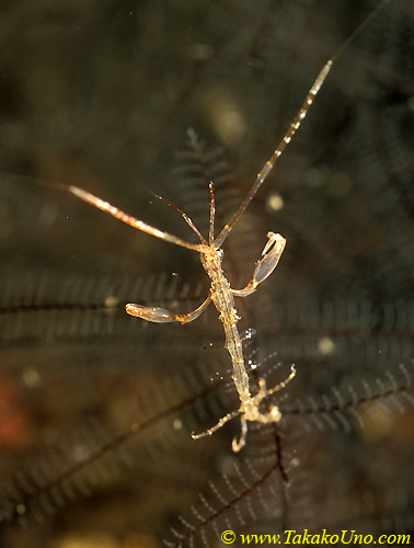 Skeleton Shrimp 02 Caprellid sp