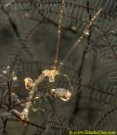 Skeleton Shrimp 01 Caprellid sp