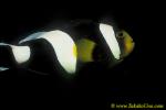 Panda Clownfish, A polymnus